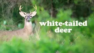 White-tailed deer of the Texas Hill Country | Up close using photography blind