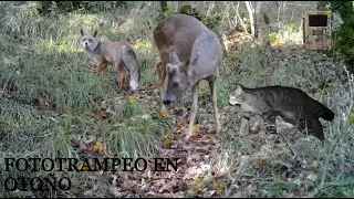 Fototrampeo en Otoño - Fototrampeoa Udazkenean | Fauna Navarra