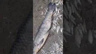 Mache bhate Bangali #love #entertainment #fish #fishing #minivlog #foryou #food #freefire