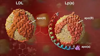 Explaining Lipoprotein (a)