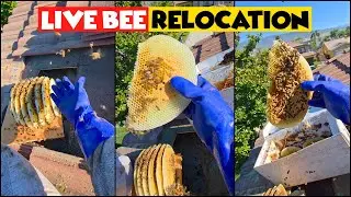 How I Removed an Aggressive Bee Colony