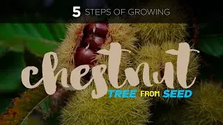 5 Steps of Growing Chestnut Tree 🌰 from Seed