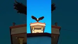 Big Eagle on the top of the house 🏠 #shorts #ytshorts #eagle #eagles