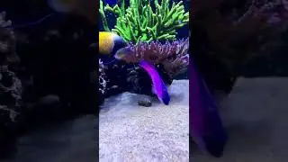 Blackcap basslet ❤️ #aquarium #saltwateraquarium #reeftank #aquariumfish #reefaquarium #reefing