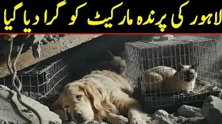 Laahore Birds Market Demolition | Viral Video Of Animal Rescue | lahore parinda market news 
