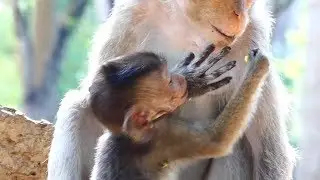 Duke Baby Monkey Hungry Milk | Why Duchess Mother Stop Feeding Baby | Duke Drag and Tear|Baby Monkey