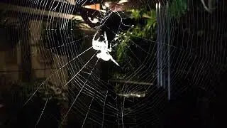 Feeding a MASSIVE Garden Orb Weaver spider!