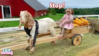 So fun! Monkey Lily takes BeBe to harvest corn to sell | Lily's story