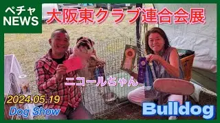 最後のドッグショー！秋までバイバイ！👋😭  大阪東クラブ連合会展  Dog Show!! ブルドッグ！
