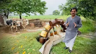 Old Culture Panjab working with Bulls System Old Technology agriculture with water Sauth Panjab