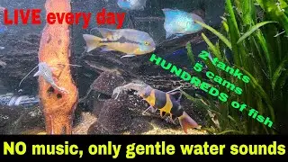LIVE aquarium in 4K, beautiful freshwater fish!