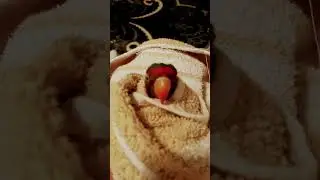 RELLAXING AFTER SHOWER😂😂LOVEBIRD #funny #comedyvideos