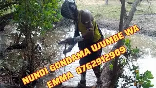 NUNDI GONDAMA UJUMBE WA EMMA  0762912909