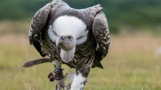 Wings of Wonder: Birds in Their Natural Glory
