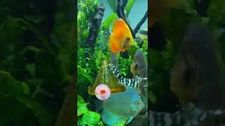 calico discus fish 🐟