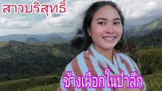สาวบริสุทธิ์ช้างเผือกในป่าลึก