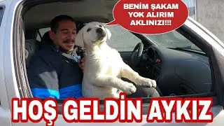 BU BAKIŞLAR ÇOK CAN YAKACAK|HOŞ GELDİN AYKIZ|YENİ KÖPEĞİMİZ