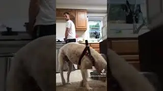 How to teach your dog boundaries in your home