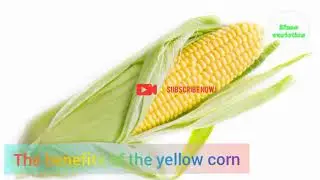 The benefits of yellow corn and its food value