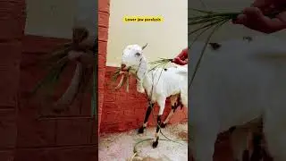 Lower jaw paralysis| #veterinaryclinic #tickdisease #cow #veterinaryservices #tickbornedisease #vet