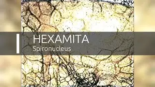 Hexamita - Spironucleus (Hole in the head disease) - www.shrimp.sk