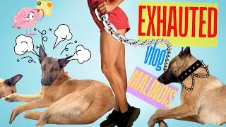 Training My Rescue Belgian Malinois Puppies in a Spanish Cave House 🐕 | Vanlife & Dog Rescue Journey