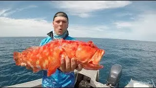 AMAZING Harlequin Fish!