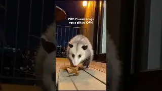 Sir I did not order this...  #possum #australianights #tlacuache #shortsviral