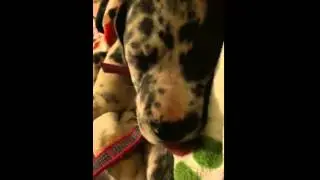 Great Dane puppy sucking on tongue