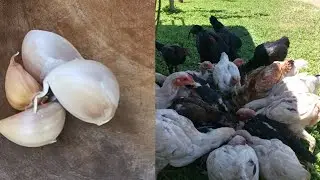 Garlic for Chickens: What You Need to Know Before Feeding Your Flock