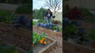 Removing Old Cabbage Leaves  Direct energy in forming head & Prevent disease & pest