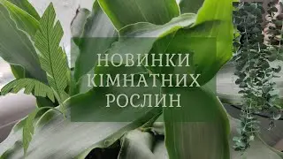НОВИНКИ рослин🌱🌿 Огляд. ЛУДІЗІЯ - дорогоцінна орхідея🪷🔥💎 #квіти #кімнатнірослини #flowers #рослини
