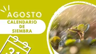 Que SEMBRAR y PLANTAR en AGOSTO... Huerto ➕️ Aromáticas ➕️ Flores ( Calendario de Siembra)