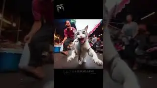 Bad Cat I Cat caught stealing I Because the cat was hungry I Bad Behavior I A.Q.B Official009
