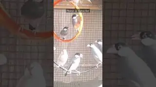 Java Finches in a Perfect Colony Breeding Setup! 😍👌😎 | My Pets My Garden