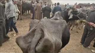 طالعه من الترب منه لله اللي وصل الجاموسه دي للحاله دي ورغم ذلك لسه بتحلب من تحت الجلد