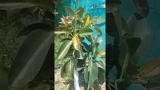 खूबसूरत पत्तियां#beautiful tender leafs of rubber plant#shorts #nature #leaf #youtubeshorts #rubber