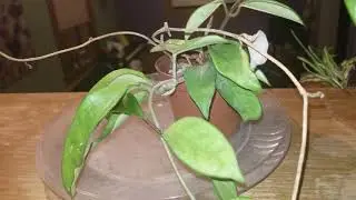 How and When to Water a Hoya