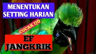 Perawatan Harian Burung Cucak Ijo - Cara Menentukan Settingan Harian Burung Cucak Ijo - Ef Jangkrik