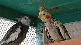 Amazing cockatiel morning video in the farm village #birds 