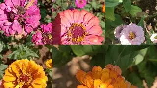 Fresh Seeds Ziniya For Sale#contact#number#9347716961