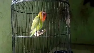 ciri ciri Lovebird balibu  calon konslet