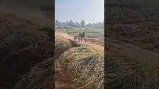 The Old Donkey Pulls a Cart: Simple Yet Vibrant Rural Scene