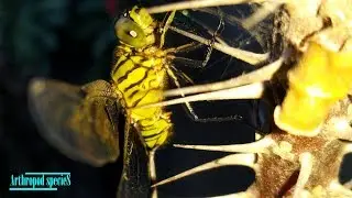 Insect Species - Odonata | Dragonfly (Epiprocta) | species #4