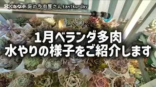 【ベランダ多肉】1月水やり実演💧おひとり様エケの水やりのコツ