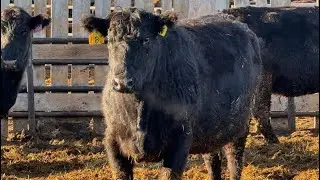 Drylander Ranch - Black 3rd Calvers (Coronation, AB)