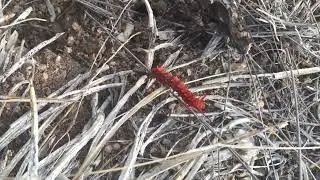 Rummaging pipevine swallowtail larva 1