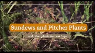Carnivorous plants of North Carolina ncwetlands.org