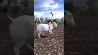 khillar Bull walking ✨❤️.#subscribe