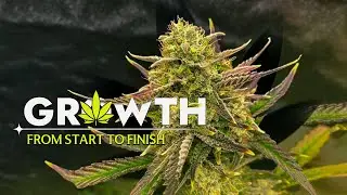 From Seed to Harvest |Gorilla Cookies & Guava &ndash; Cinematic Plant Documentary